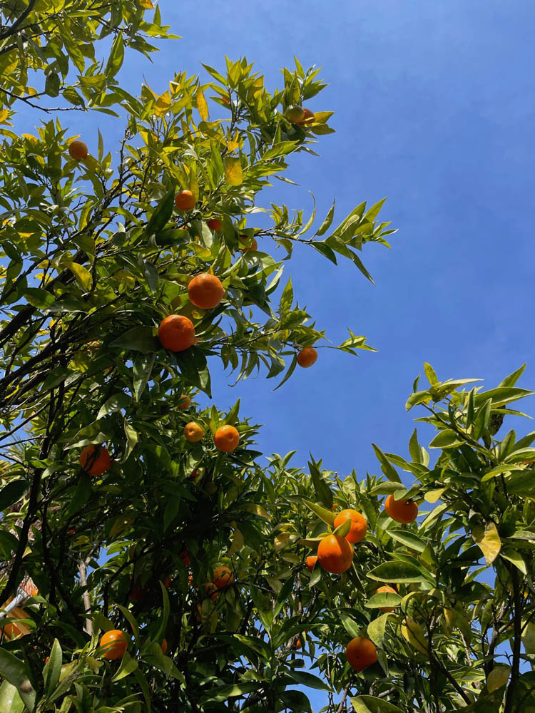 Mandarin trees in the garden